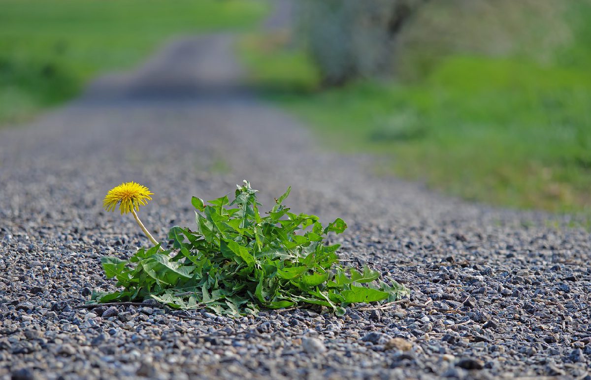 Dandelion in road