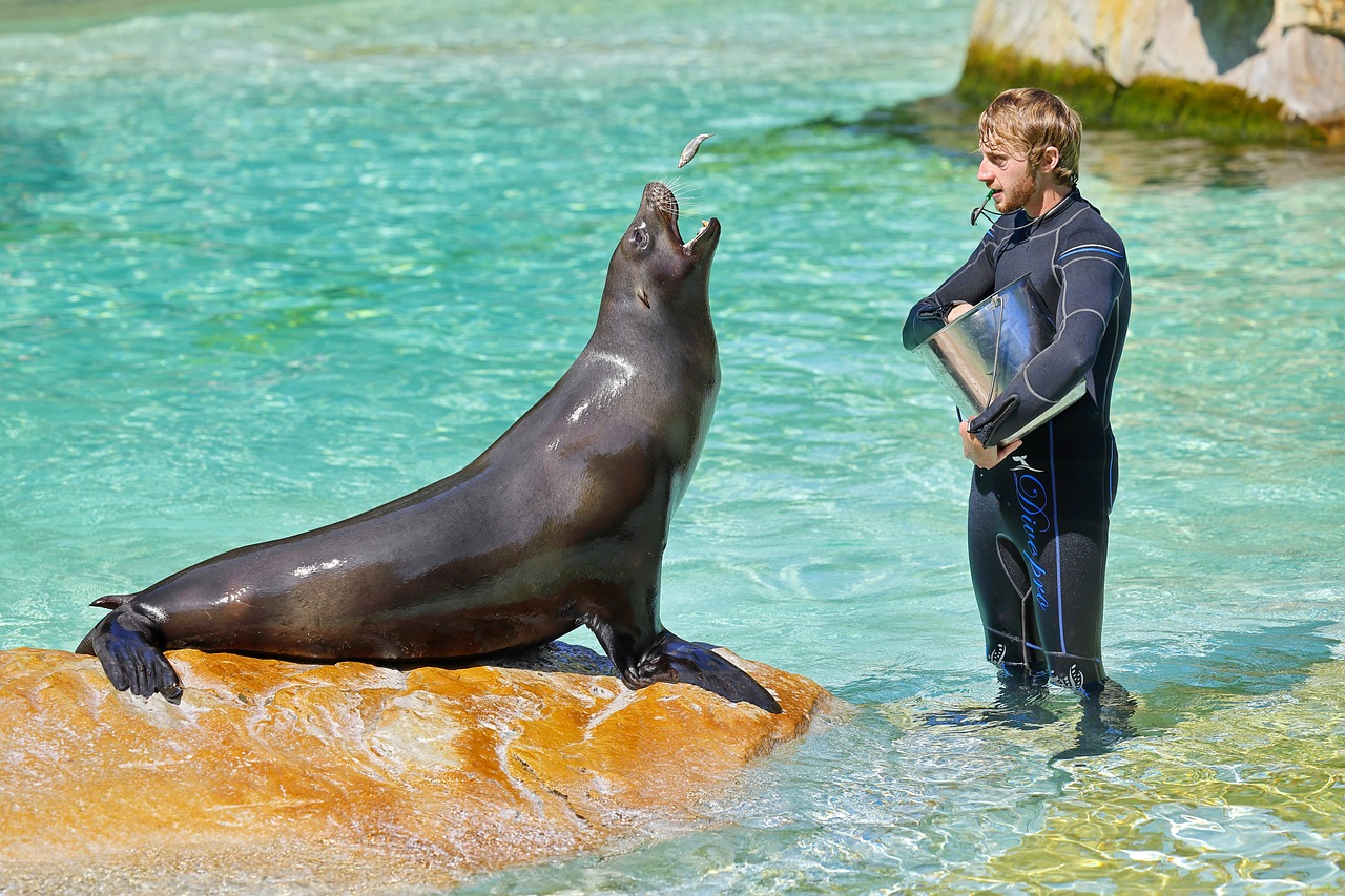 sealion with trainer