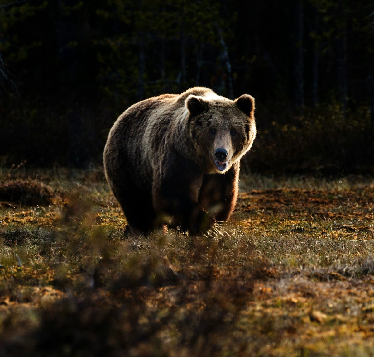 A brown bear.