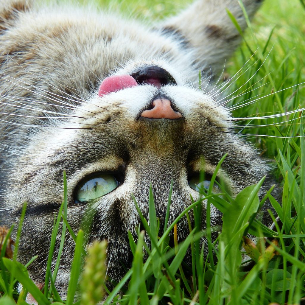 A happy cat